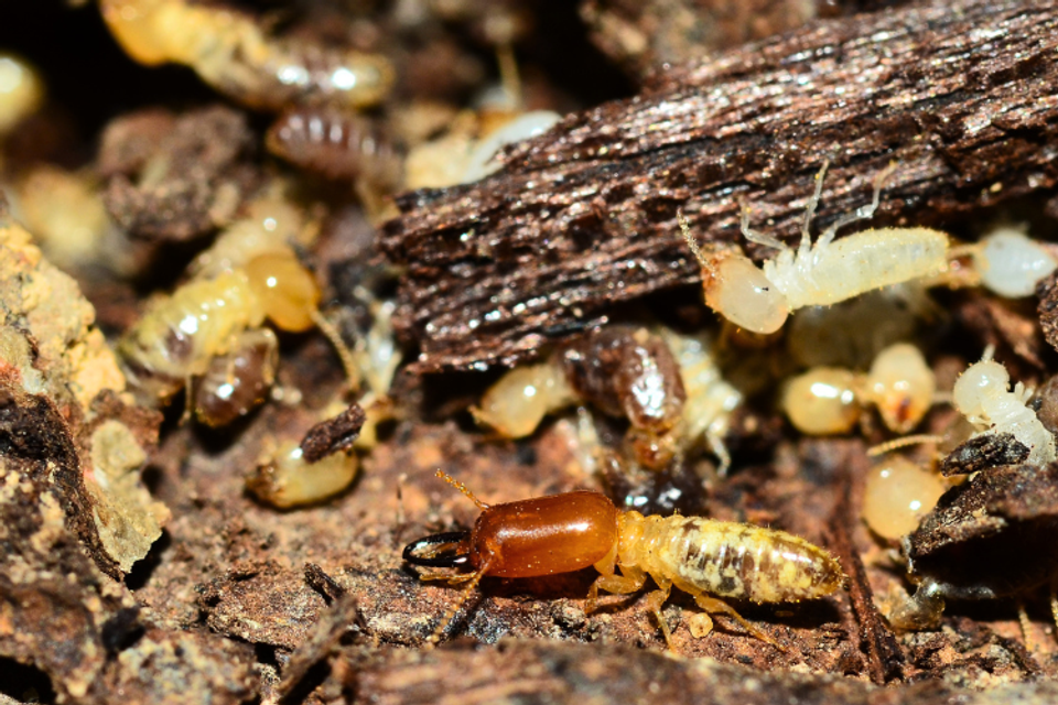 Termite  pic prestige pest solutions