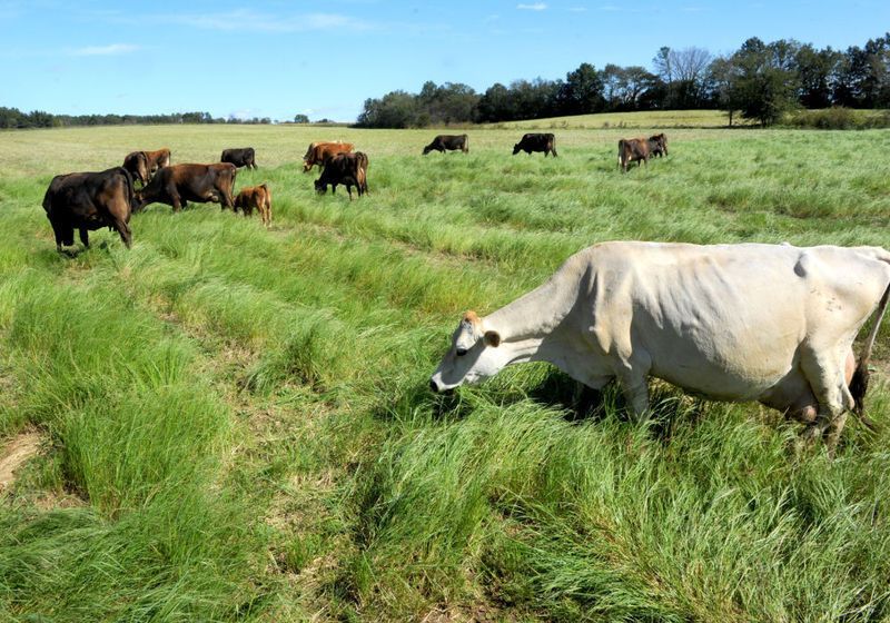 Teff Forage Grass  - Seed available from Eastern Colorado Seed.
