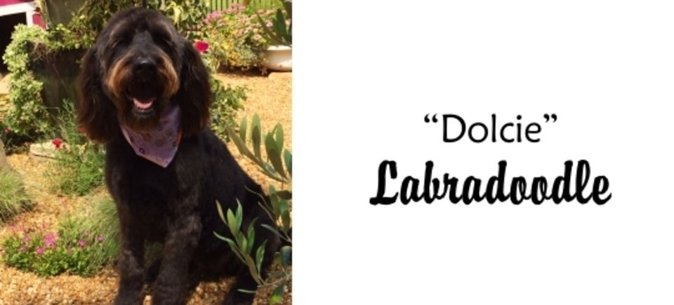Faces   dolcie labradoodle20150623 16882 1s289cu