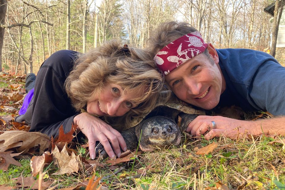 World of turtles
