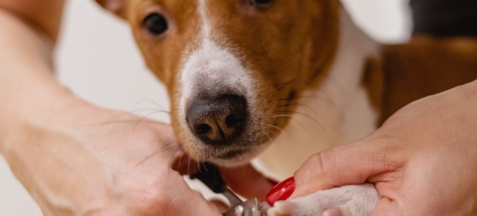 Nail clipping gd3531fc83 1920