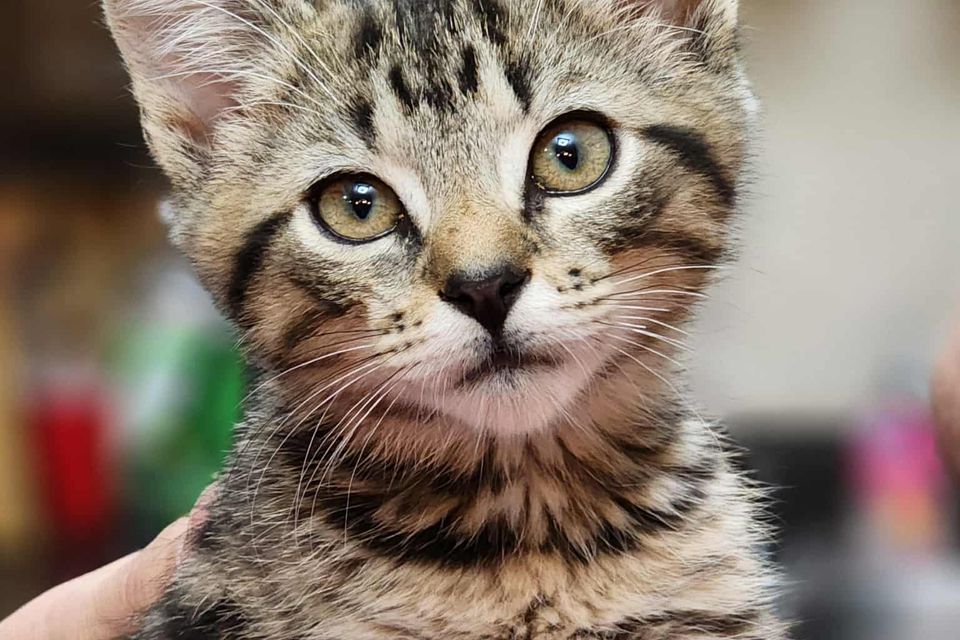 Getattachmentthumbnail (11)