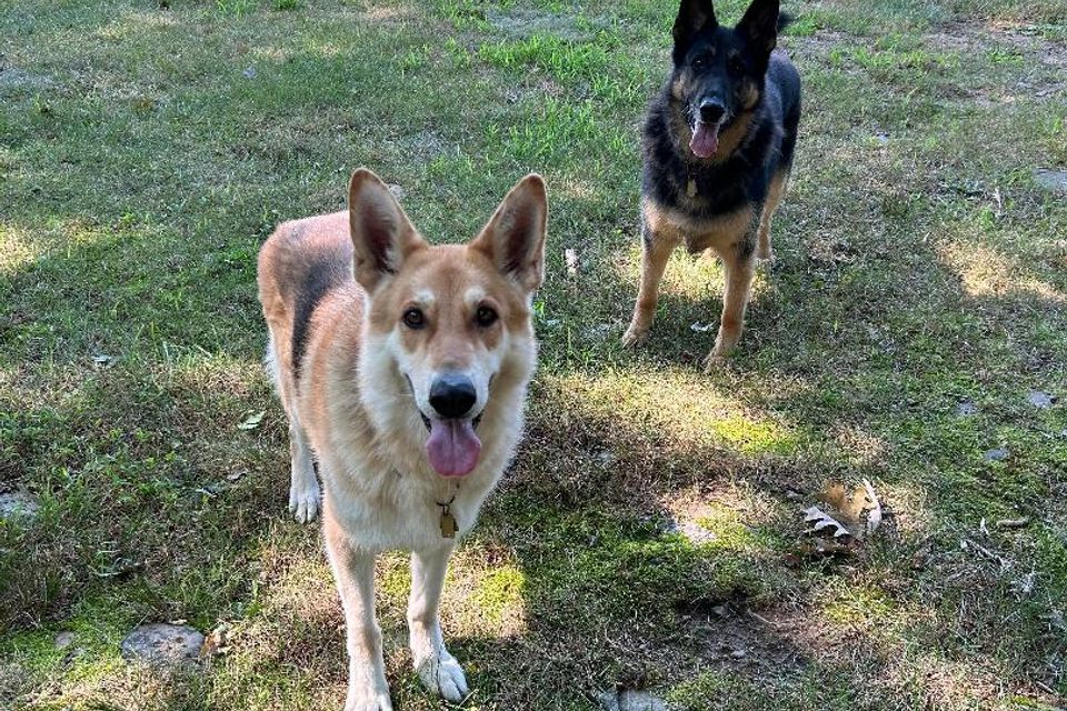 2 dogs standing