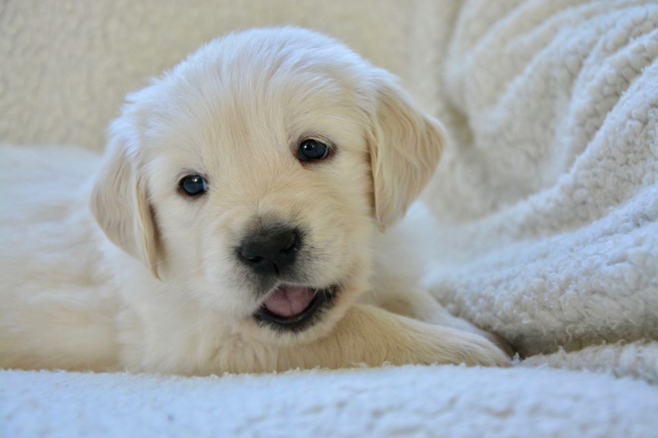 Puppy 3813387 1920