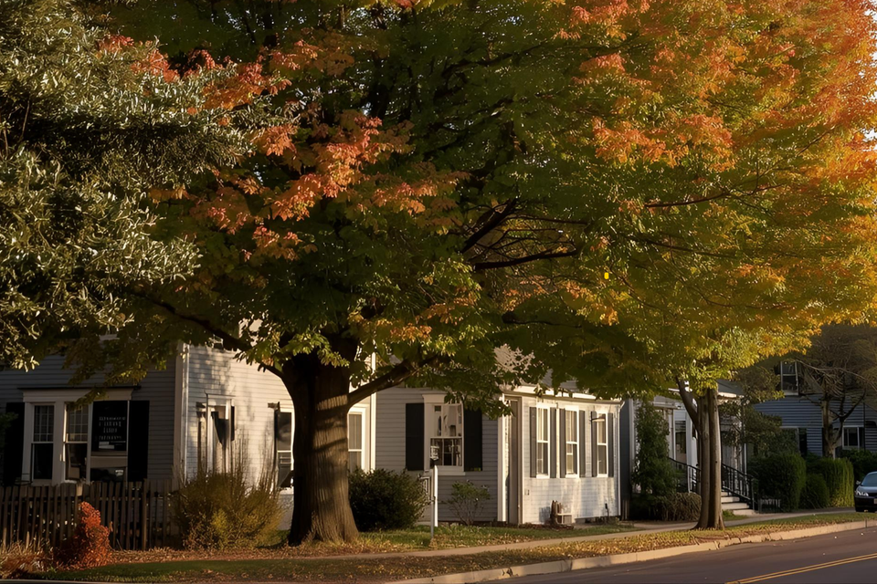 Tree service in essex  ct