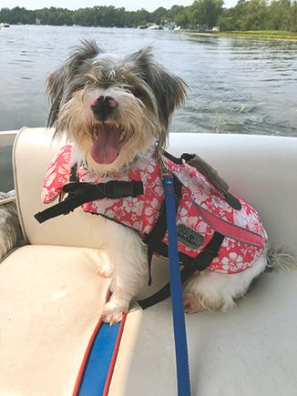 Dog pink nose pink jacket amy isenberg