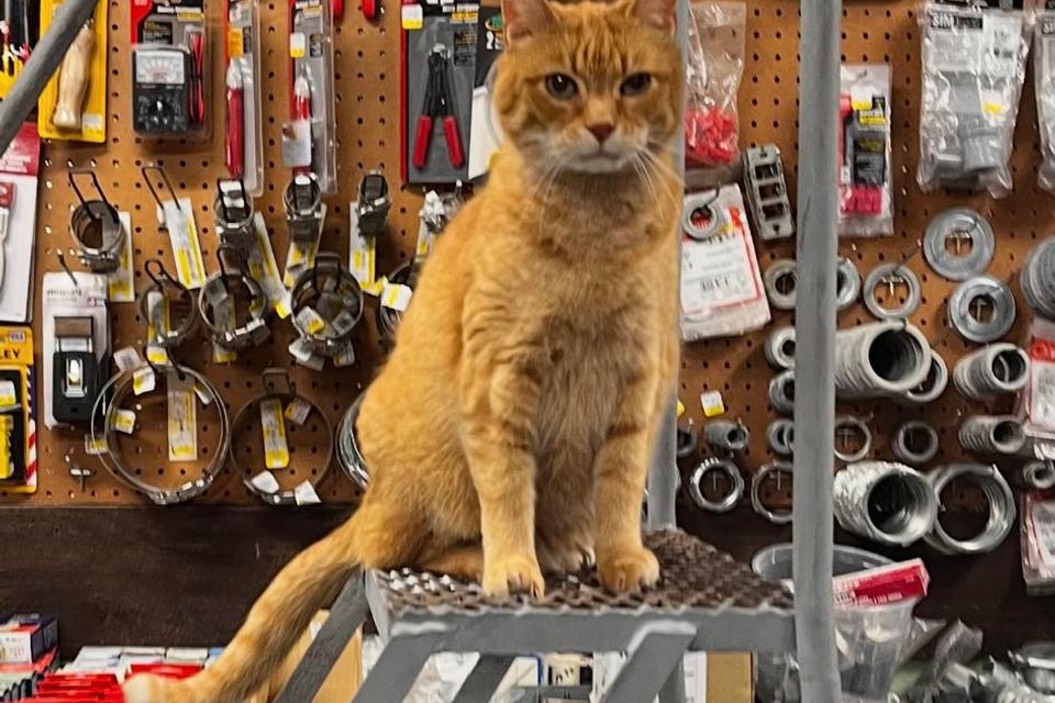 G a hardware steffie