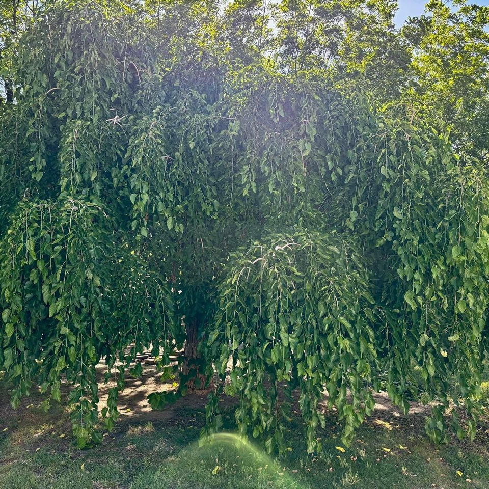482216661 629840713130071 1604951543565904374 n