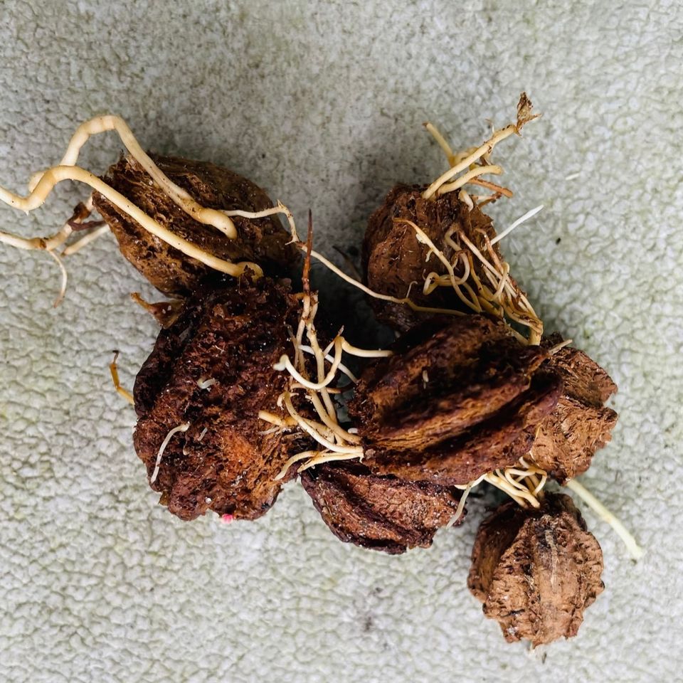 Barringtonia seeds