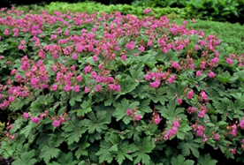 Image002