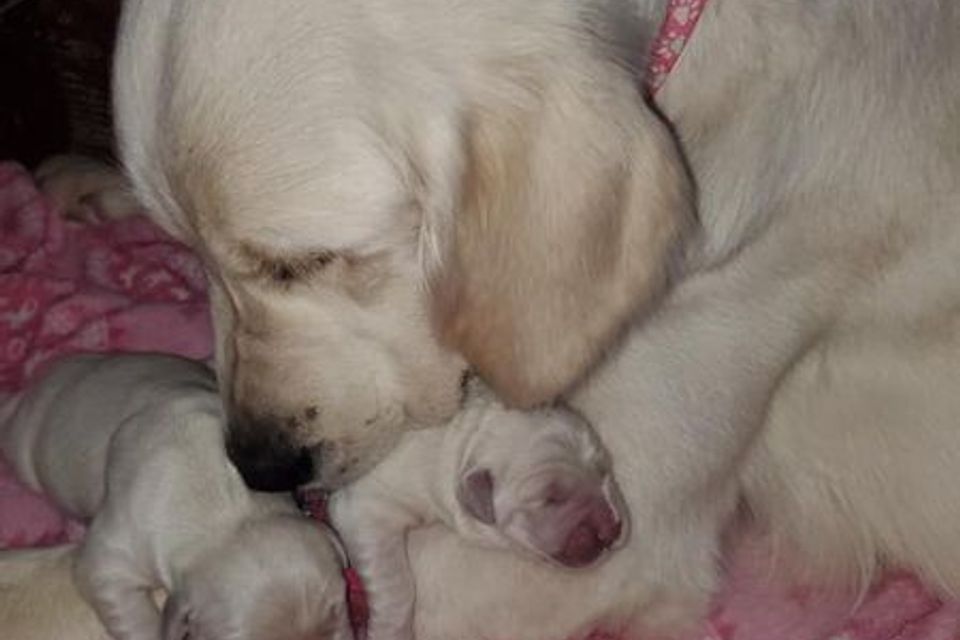Pup1