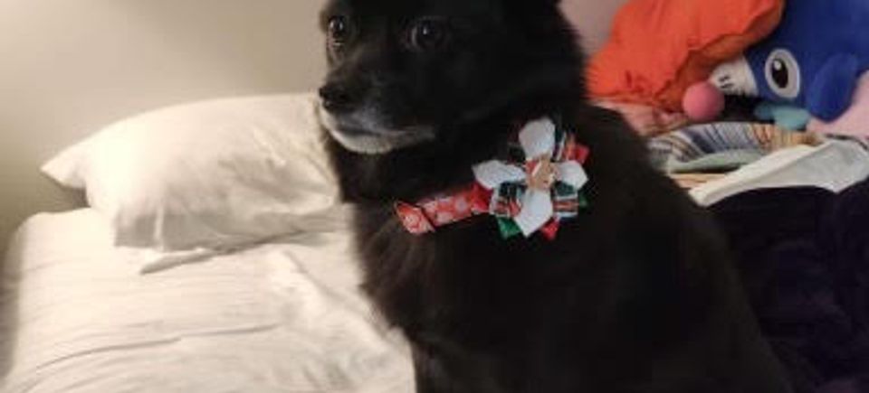 Dog with flower bow 2