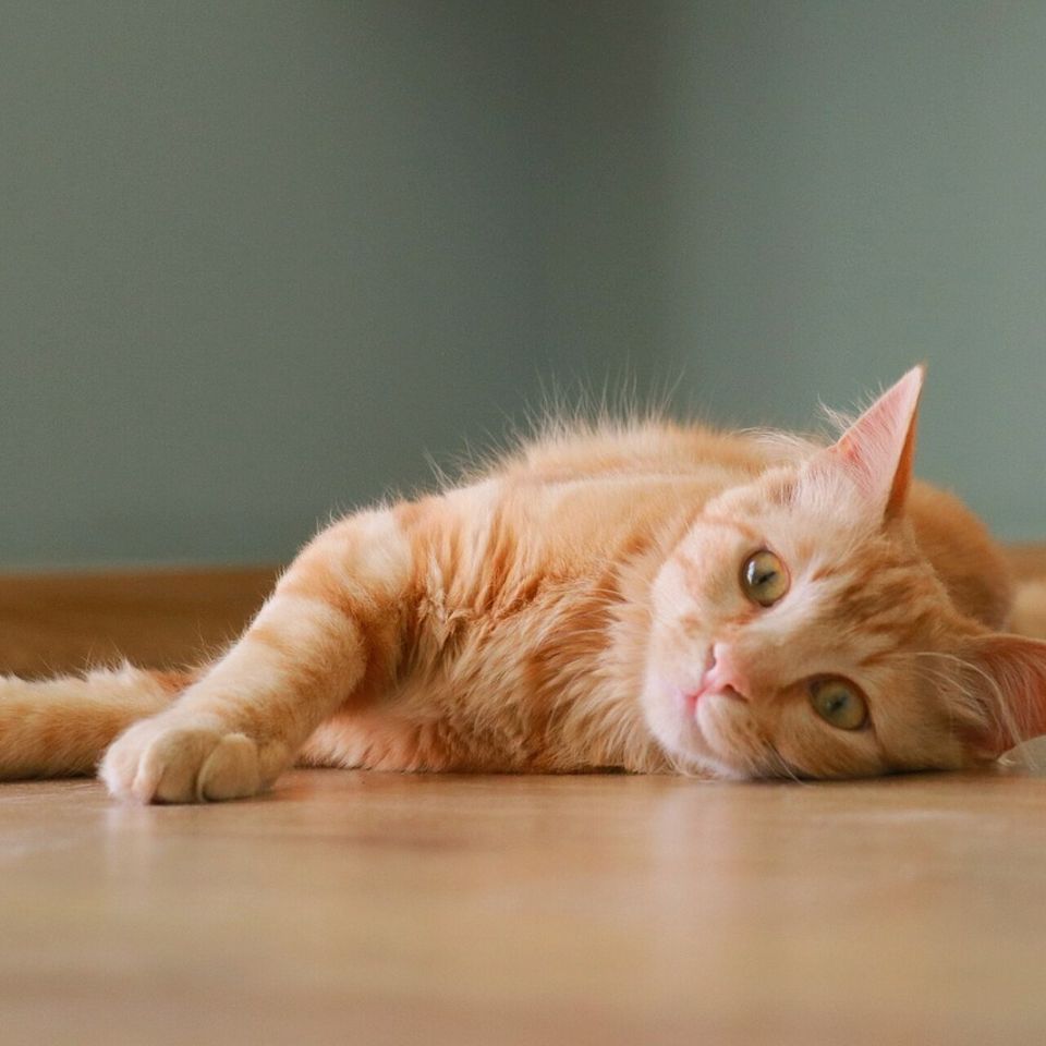 Cat 2243438 128020170814 9607 9sbws5