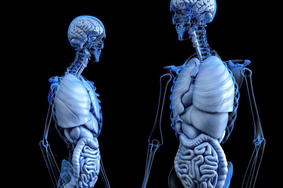 Exoskeleton of bodily anatomy for healthcare professionals 