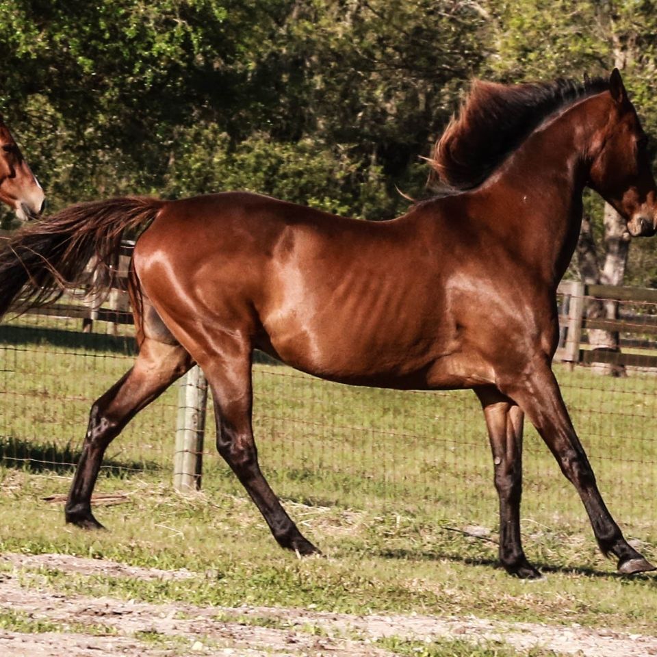 Horses20180124 19450 1wac0vr