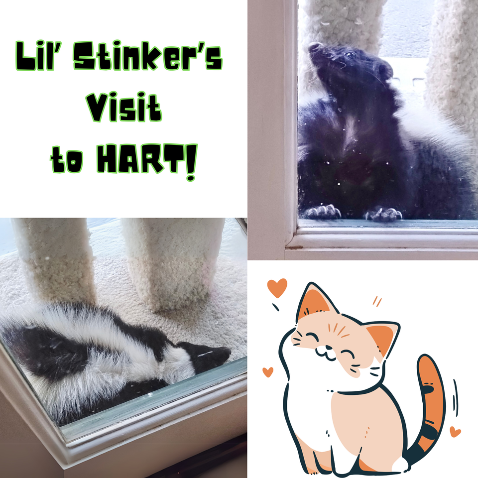 Lil’ stinker’s visit to hart!