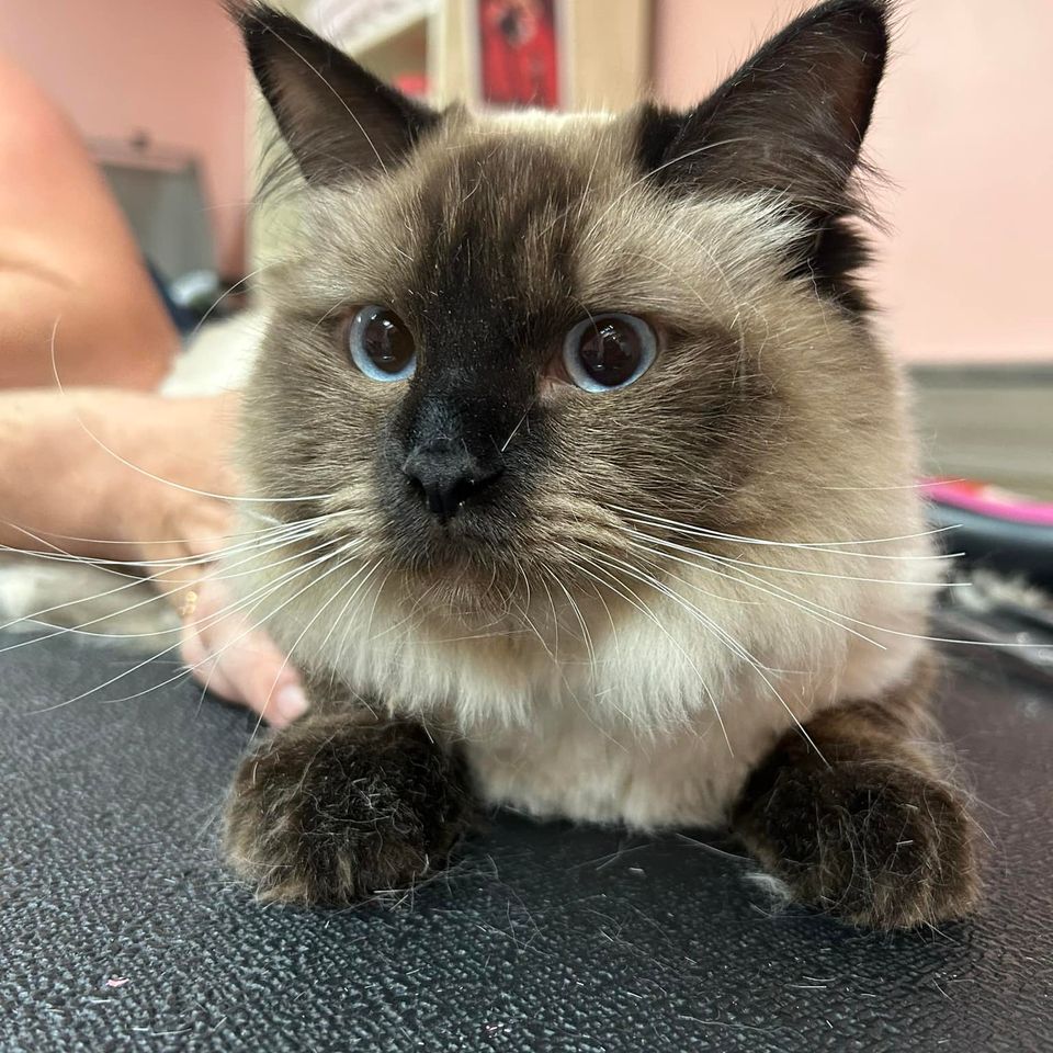Siamese cat being bathed and groomed