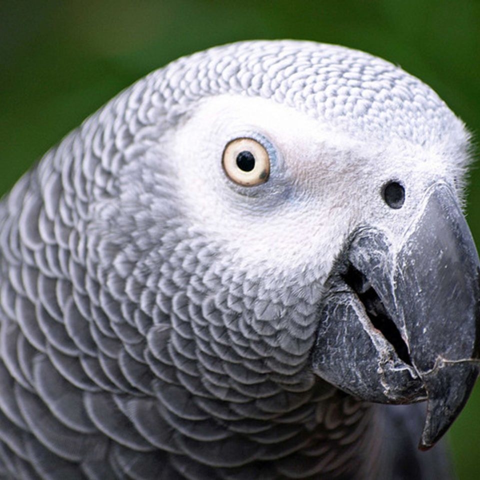 Darwin gray parrot20130205 22902 1e5f02l 0