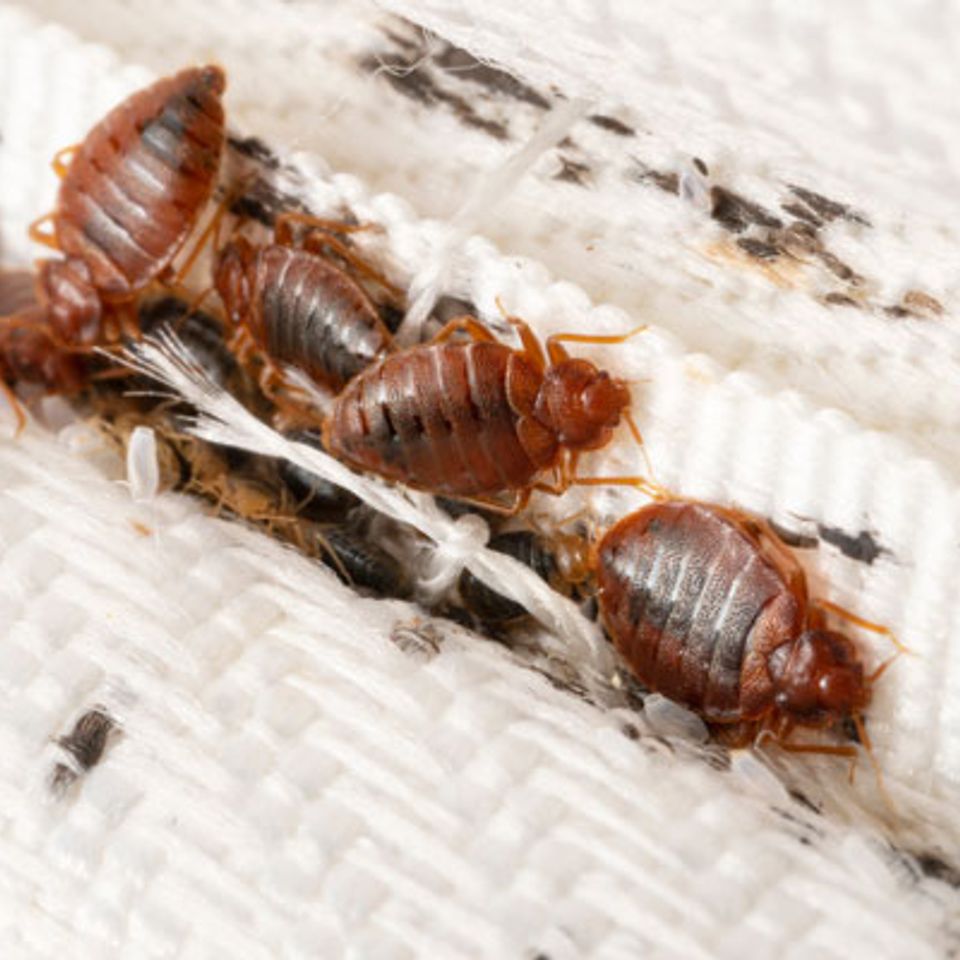 Bedbugs