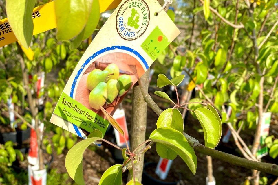 Pear tree