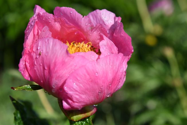 Peony 13