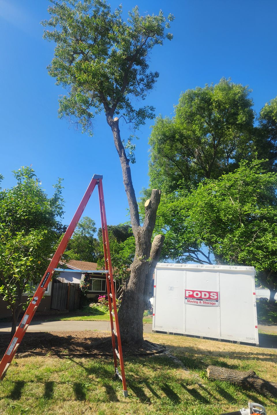 Removing a hazardous leaning tree close to a residential structure to ensure homeowner safety in Northern California.