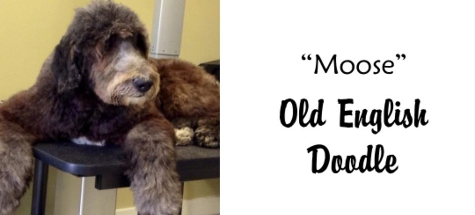 Faces   moose old english doodle20150623 16882 finp8k