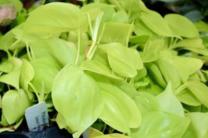 Lemonviningphilodendron