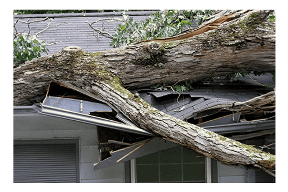 Tree falling on house