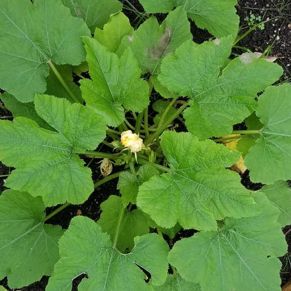 Yellow squash