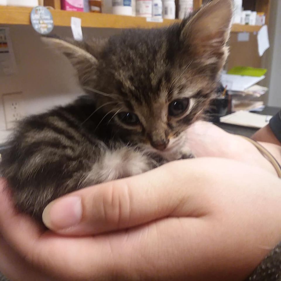 Kitten in the palm of her hands