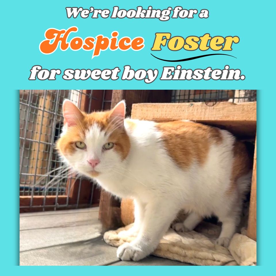 Looking for a foster for sweet boy einstein.