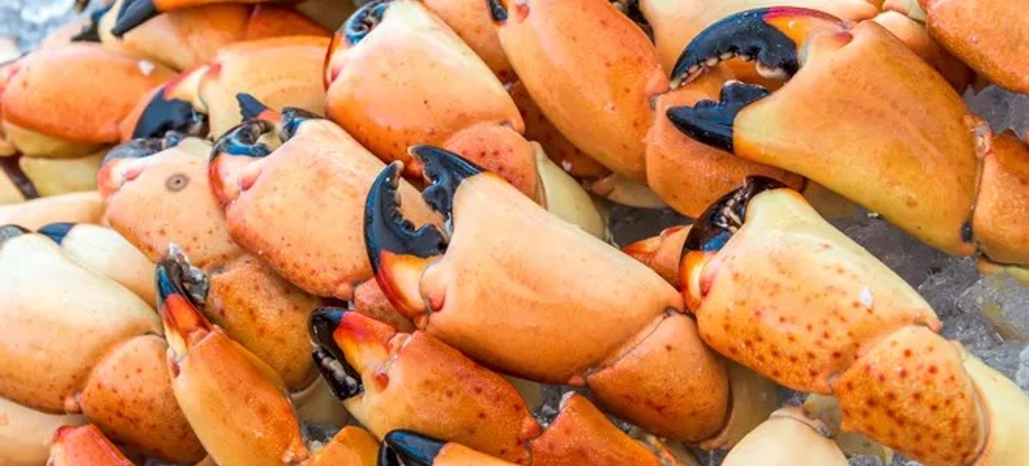 Get Hooked On Katch! Fresh Seafood in Knightdale, NC