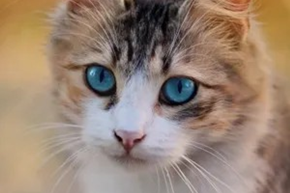 Cat in pet shop