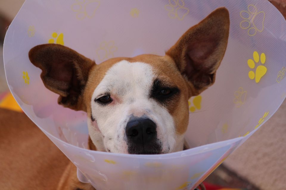 Dog wearing a elizabethan collar for pet care website design