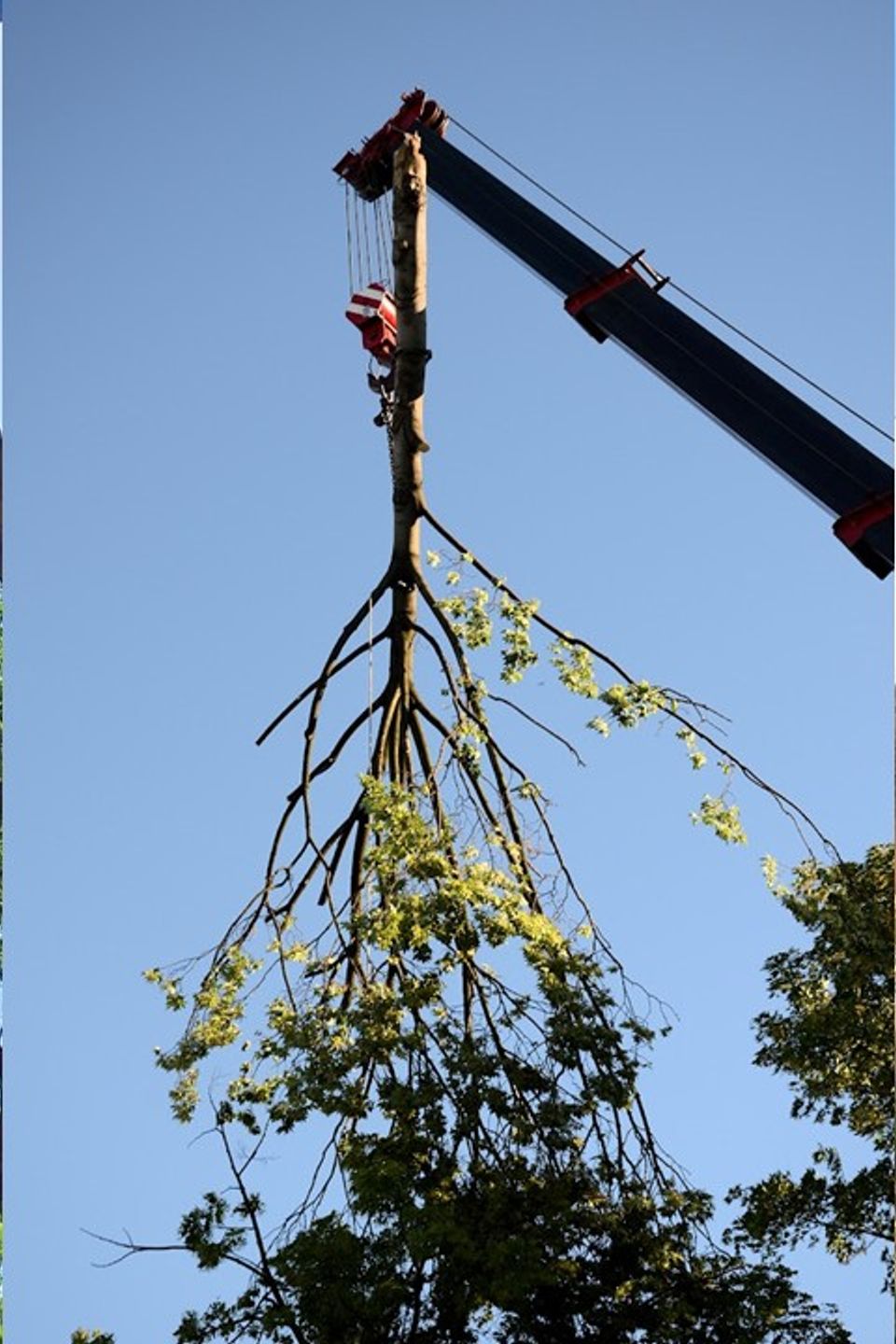Efficient debris hauling and log removal by the Above It All Tree Care team following a large-scale tree extraction.