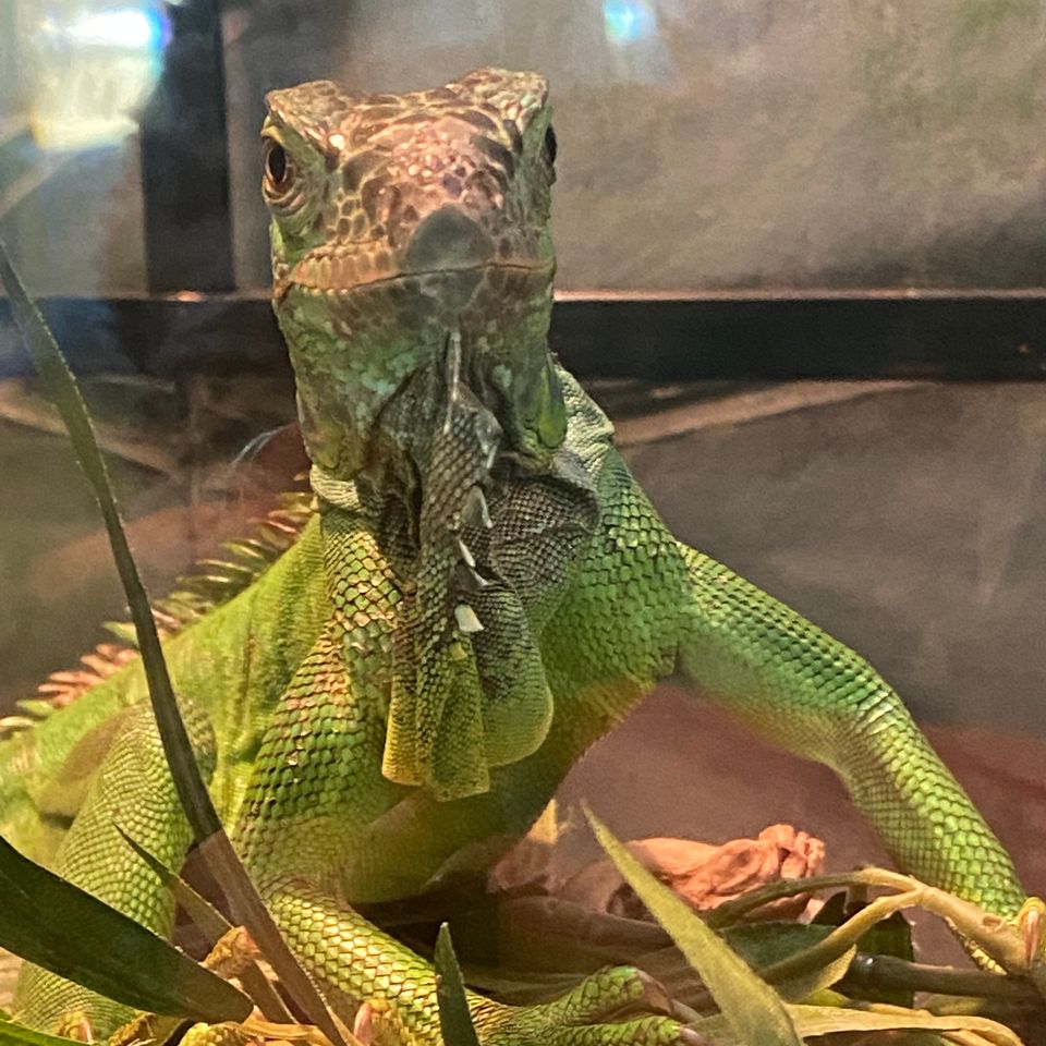 Iguana (iggy)