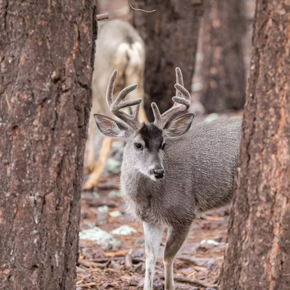 Couesdeer orig