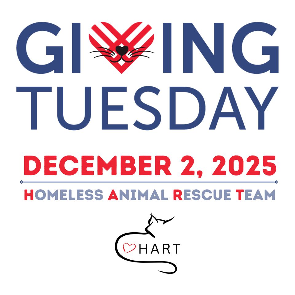 Giving tuesday 2024 gf