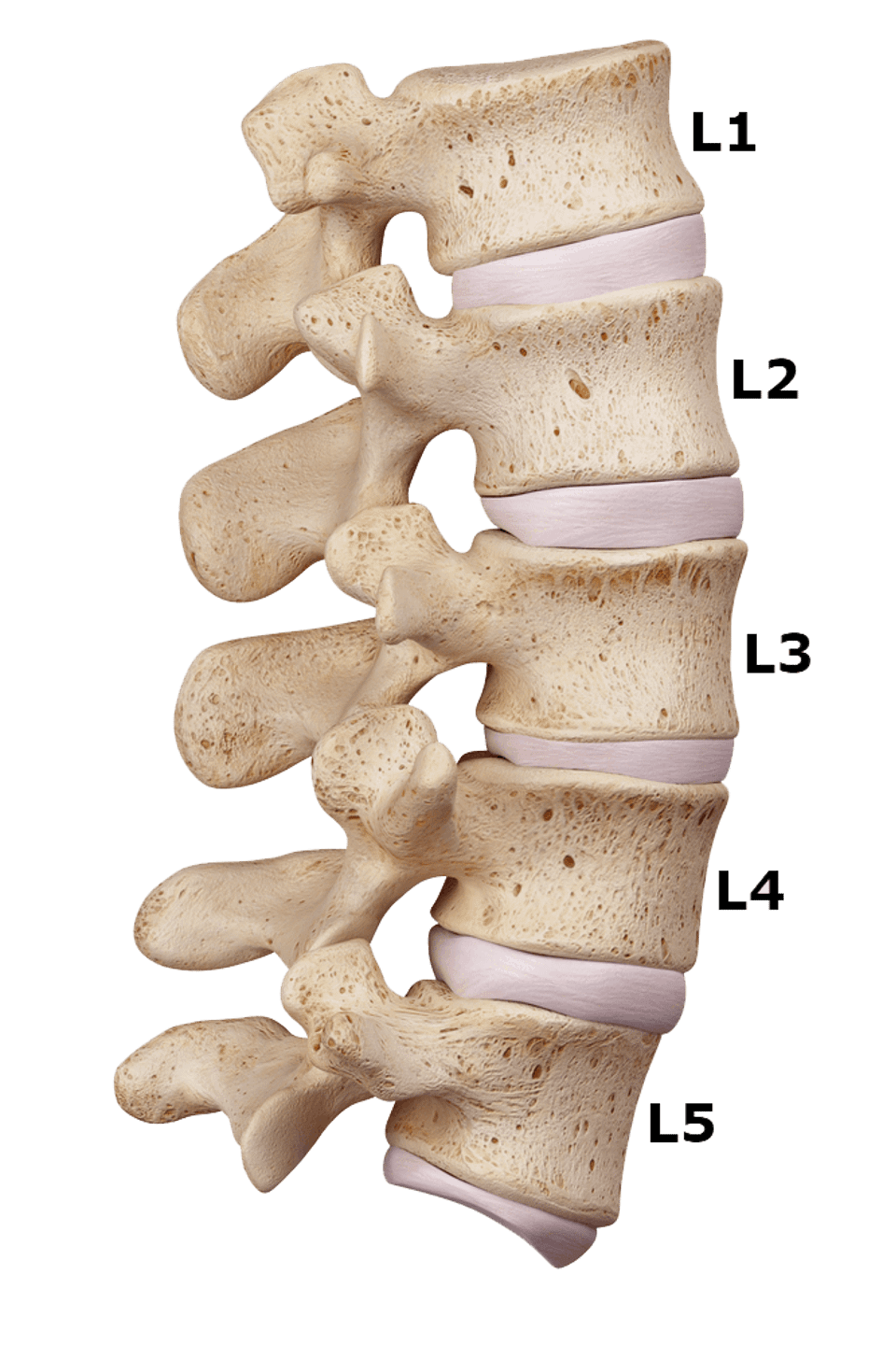 Lumbar labeled