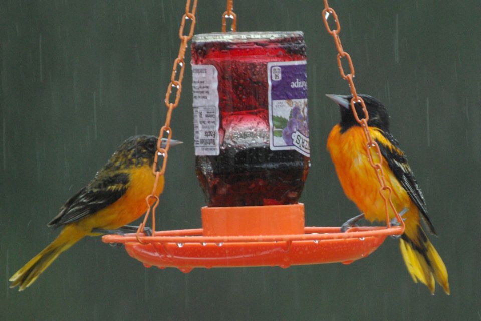 Wet oriole 22 imgp0229