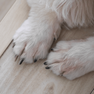 dog nail trimming near me