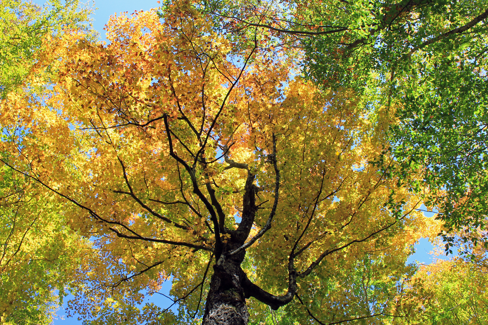 Tree service in guilford  ct