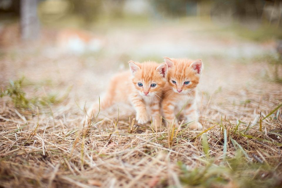 Kitten gc9956d161 1920