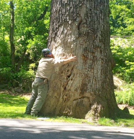 We love trees