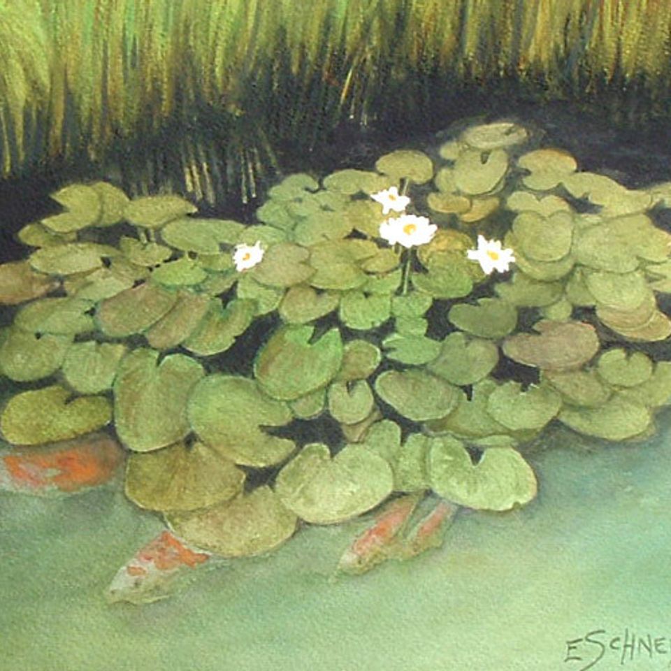 Koi pond lg