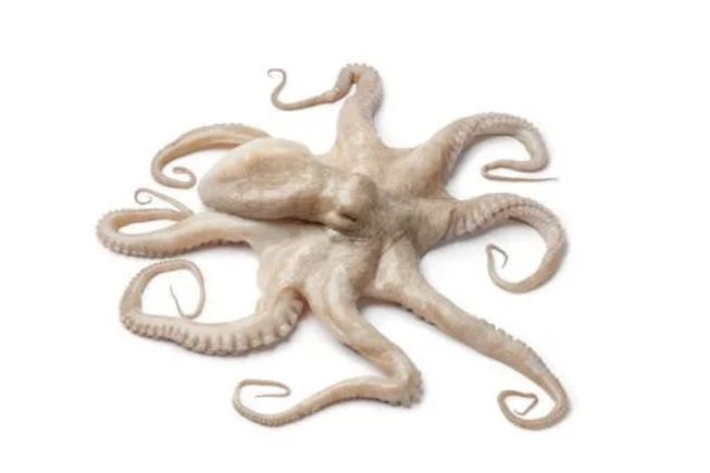 Octopus 3 1.jpg