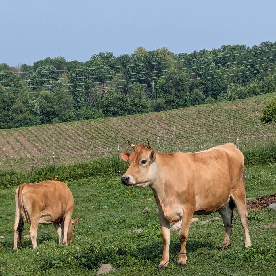 Sunny day cows