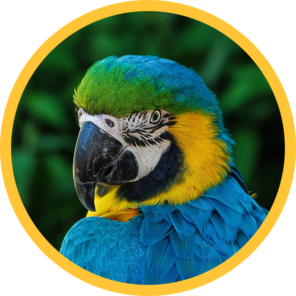 Parrot 55e2d5434a 1920 960x960 circle