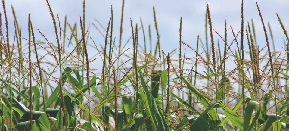 Corn field coming to seed